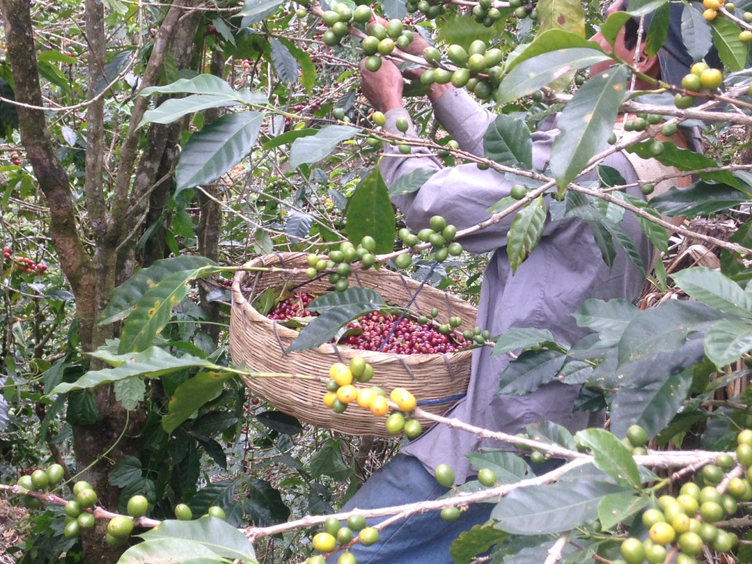 Café de El Salvador un nuevo origen para ti