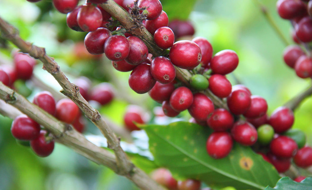 Tipos de café: Arábica vs. Robusta, ¡conoce sus diferencias!