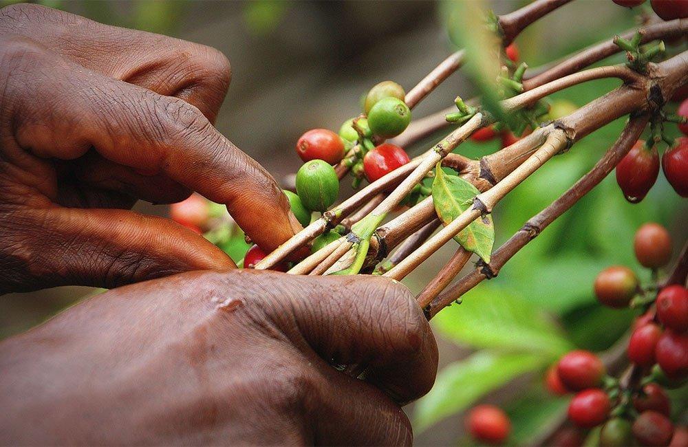 Burundi. Un café con sabor a superación