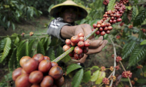 Conoce todo sobre el café de Indonesia