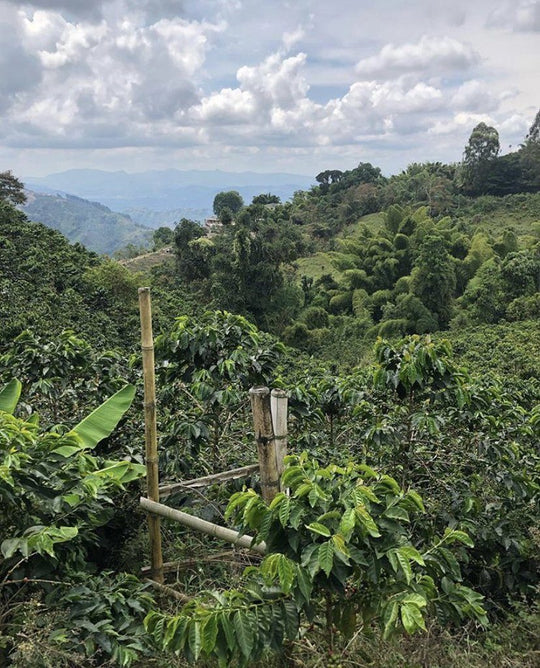 Cápsulas para Nespresso | Colombia Sausalito